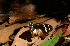 Aterica galene