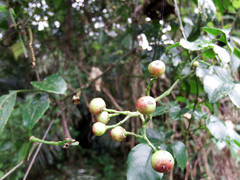 Causonis corniculata
