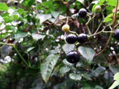 Causonis corniculata