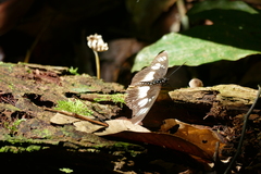 Pseudacraea lucretia