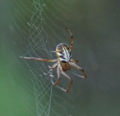 Phonognatha graeffei