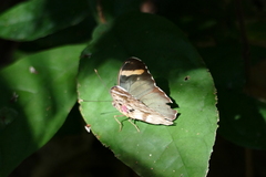 Euphaedra rubrocostata
