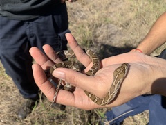 Pantherophis emoryi