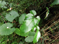 Causonis corniculata