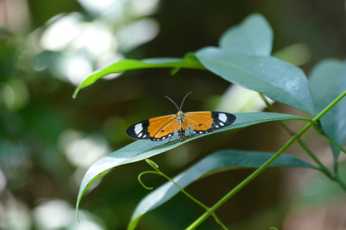 Mimaletis