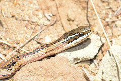 Philodryas chamissonis