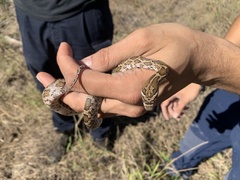 Pantherophis emoryi