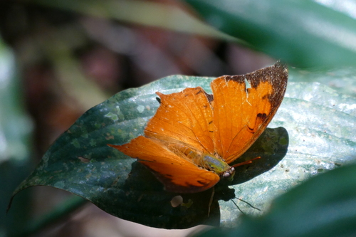 Falcate Red Charaxes