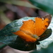 Polyura paphianus subpallida - Photo (c) koenbetjes, alguns direitos reservados (CC BY-NC), uploaded by koenbetjes