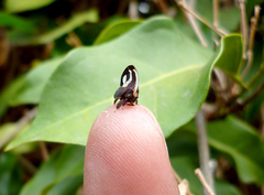 Membracis foliatafasciata