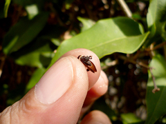 Membracis foliatafasciata