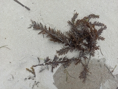 Carpophyllum maschalocarpum