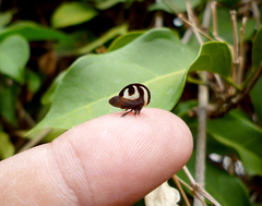 Membracis foliatafasciata