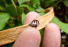 Membracis foliatafasciata