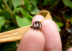 Membracis foliatafasciata