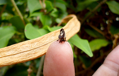 Membracis foliatafasciata