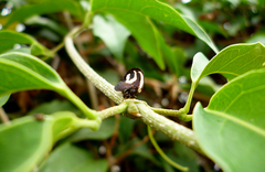 Membracis foliatafasciata