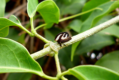 Membracis foliatafasciata