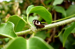 Membracis foliatafasciata