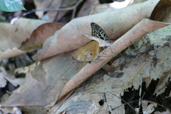 Euriphene mundula
