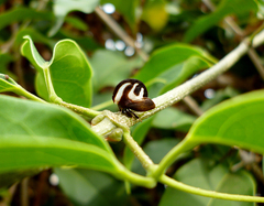 Membracis foliatafasciata