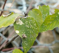 Mallotus paniculatus