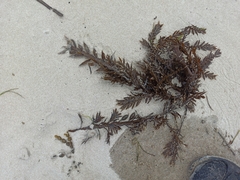 Carpophyllum maschalocarpum