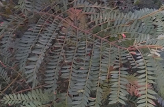 Schizolobium parahyba