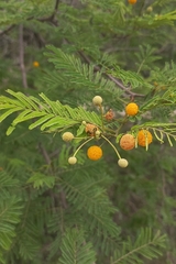 Vachellia aroma