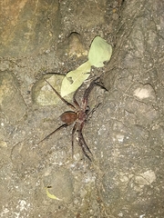 Heteropoda