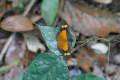 Acraea tellus