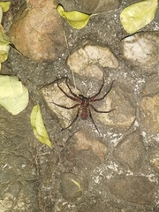 Heteropoda