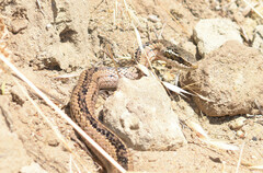 Philodryas chamissonis