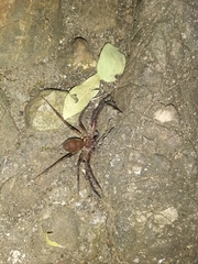 Heteropoda