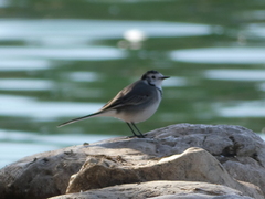 Motacilla alba