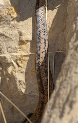 Philodryas chamissonis