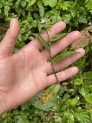 Tradescantia poelliae