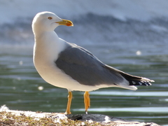 Larus michahellis michahellis