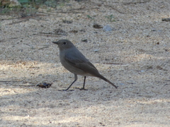 Phoenicurus ochruros