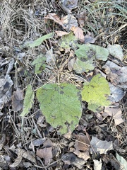 Populus heterophylla