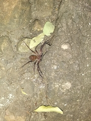 Heteropoda