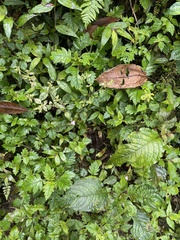 Tradescantia poelliae