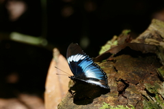 Hypolimnas monteironis