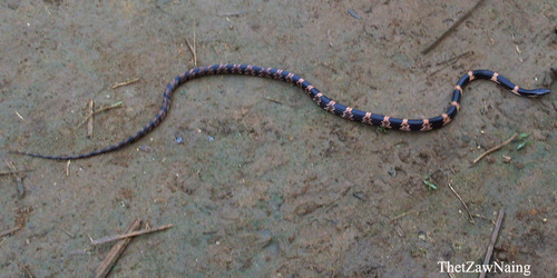 Banded Wolf Snake