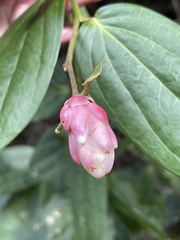 Cavendishia pubescens