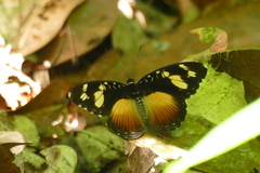 Aterica galene