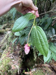 Cavendishia pubescens