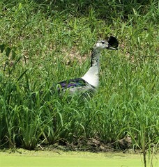 Sarkidiornis melanotos