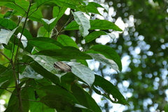 Charaxes bipunctatus