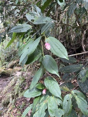 Cavendishia pubescens